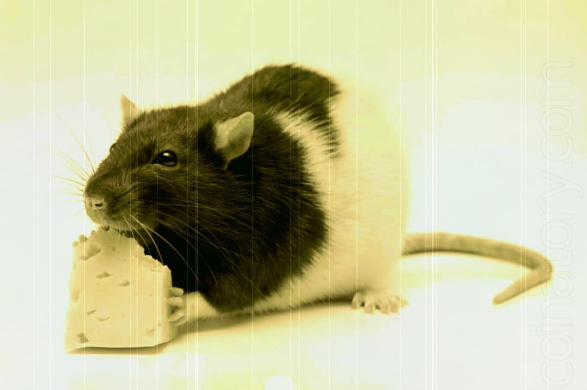 Minko.to: I think I smell a rat!
